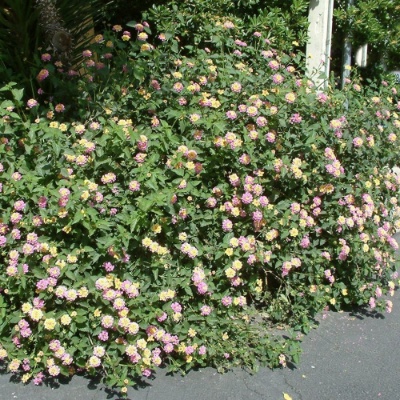 Picture of Confetti Spreading Lantana Plant