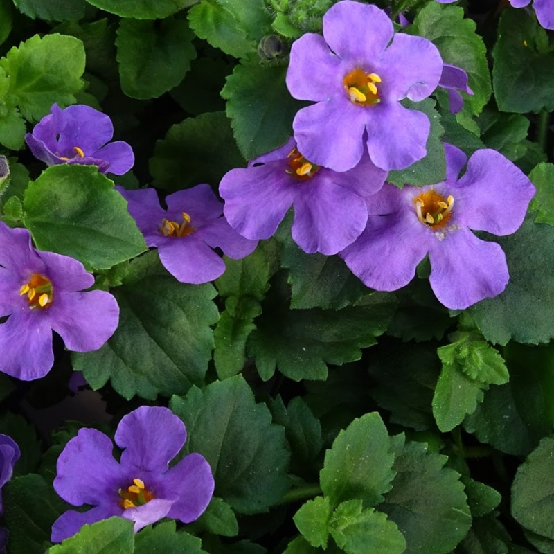 Picture of Scopia® Gulliver Blue Bacopa Plant