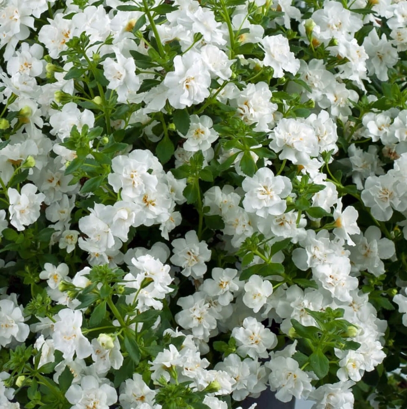 Picture of Scopia® Double Snowball Bacopa Plant