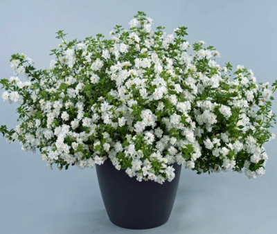 Picture of Scopia® Double Snowball Bacopa Plant