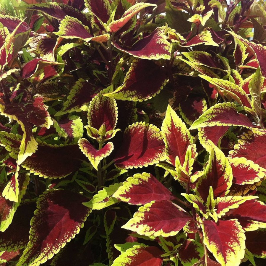 Picture of Defiance Coleus Plant