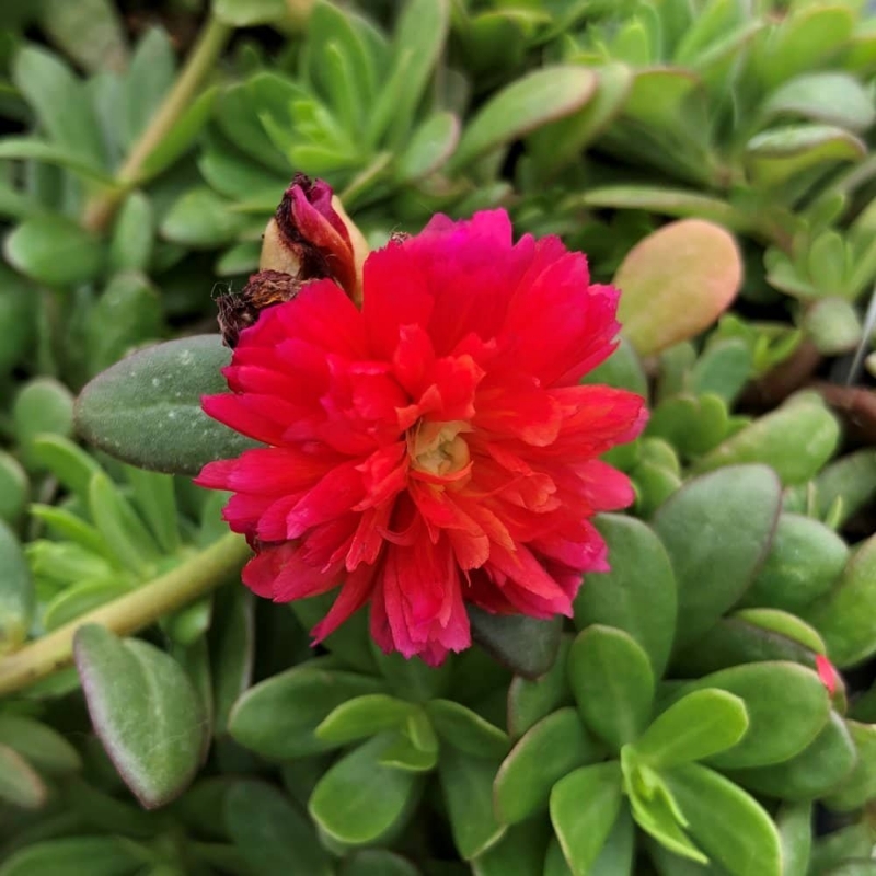 Picture of Colorblast Double Magenta Portulaca Plant