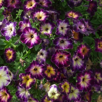 Picture of Crazytunia® Moonstruck Petunia Plant