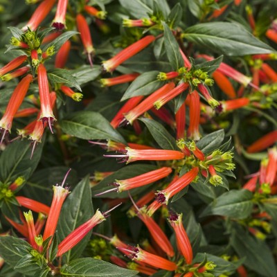 Picture of Vermillionaire® Large Firecracker Cuphea Plant