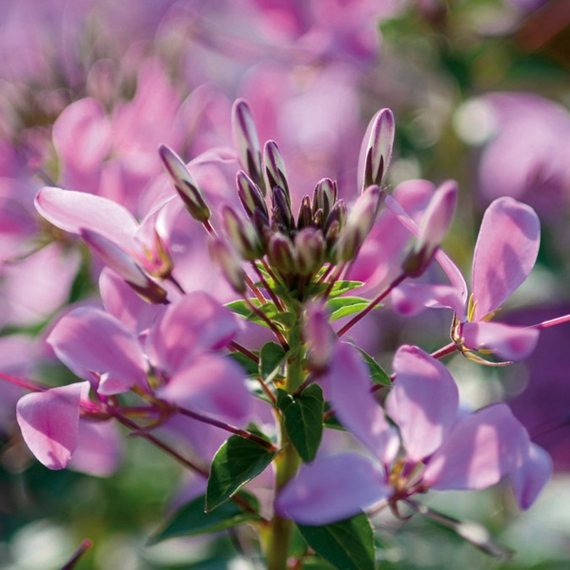 Picture of Senorita Rosalita® Cleome Plant