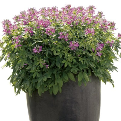 Picture of Senorita Rosalita® Cleome Plant