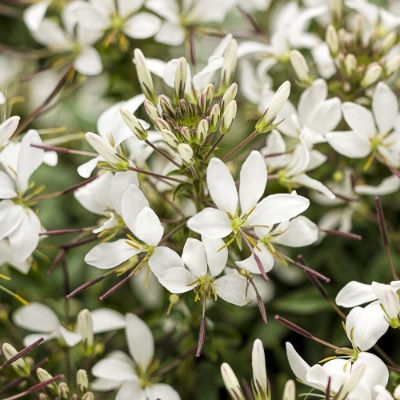 Picture of Senorita Blanca® Cleome Plant