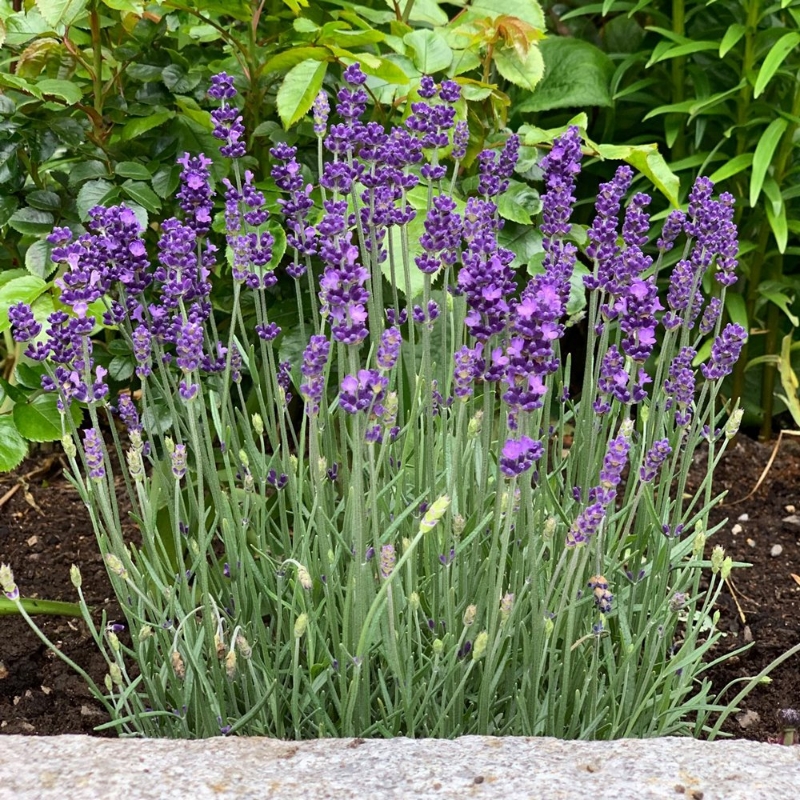 Hidcote Lavender Herb Plant is compact with gray-green foliage with flowering spikes, deer resistant, rabbit resistant, pollinator friendly