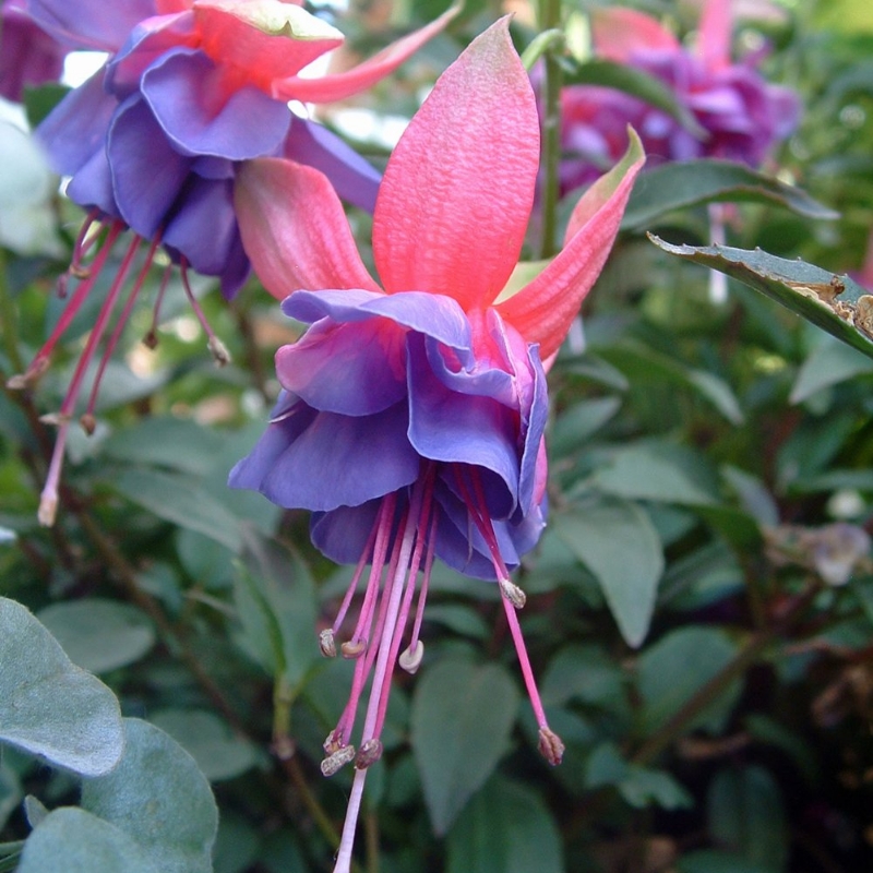 Picture of Winston Churchill Fuchsia Plant