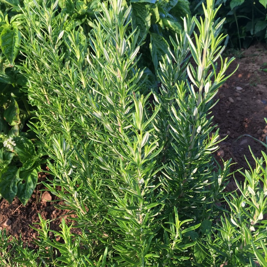 Barbeque Rosemary Herb Plant, pollinator friendly, deer resistant, cooking rosemary