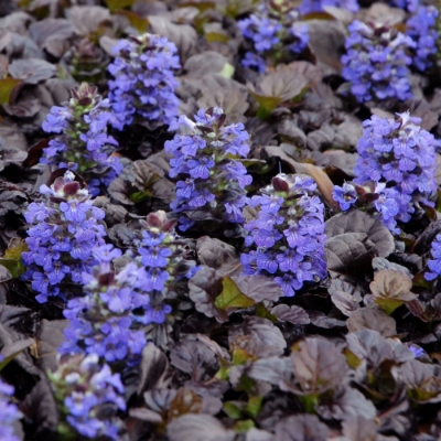 Picture of Black Scallop Ajuga Plant