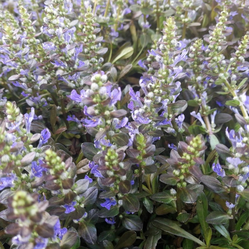 Picture of Chocolate Chip Ajuga Plant