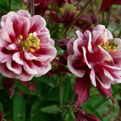 Picture of Winky Double Red and White Aquilegia Plant