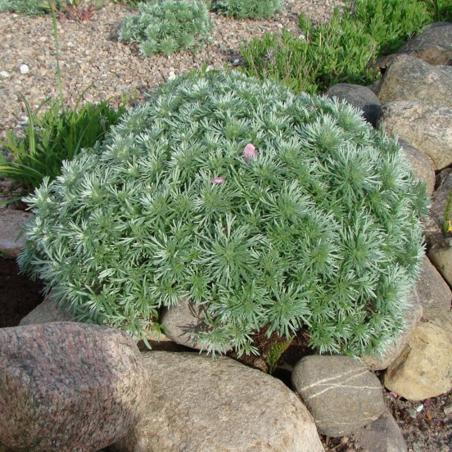 Picture of Silver Mound Artemisia Plant