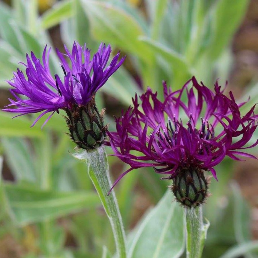 Picture of Amethyst Dream Centaurea Plant