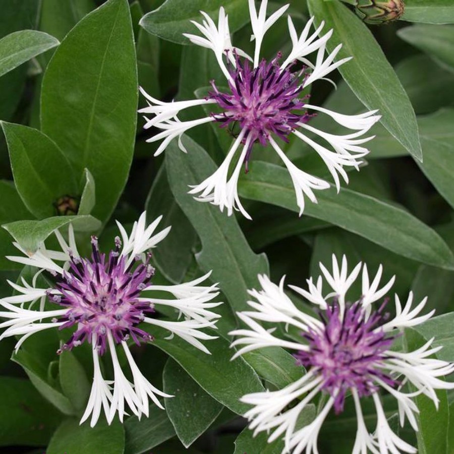 Picture of Amethyst in Snow Centaurea Plant