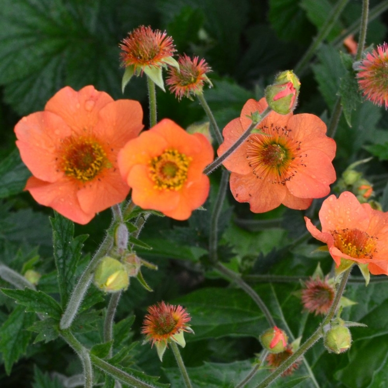 Picture of Totally Tangerine Geum Plant