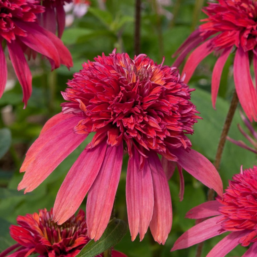 Picture of Double Scoop™ Raspberry Echinacea Plant