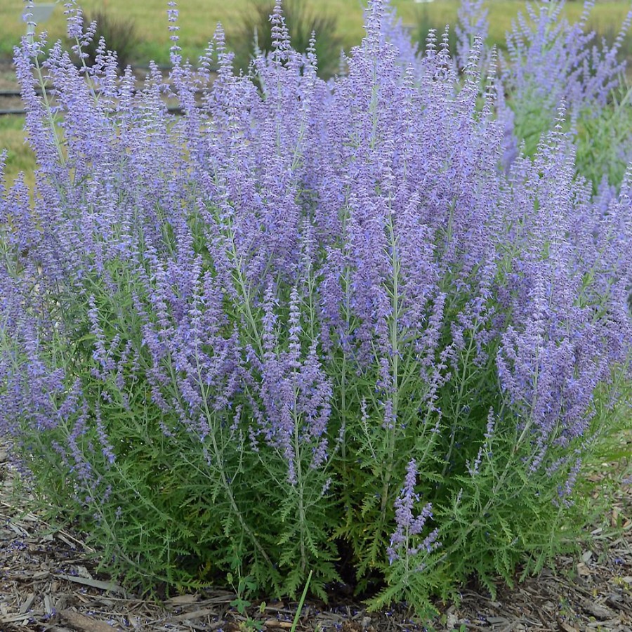 Picture of Atriplicifolia Perovskia Plant