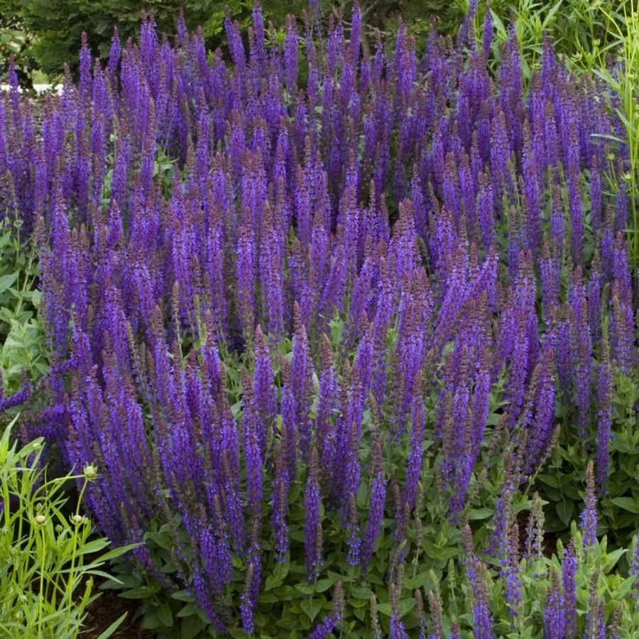 Picture of East Friesland Salvia Plant