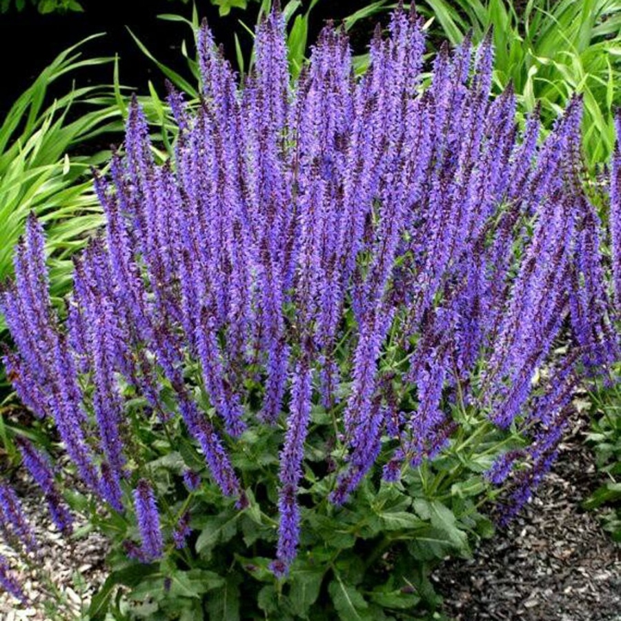 Picture of May Night Salvia Plant