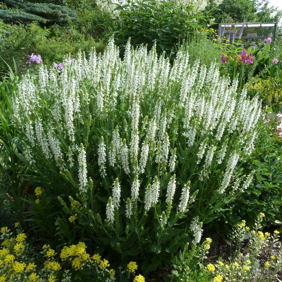 Picture of Snow Hill Salvia Plant