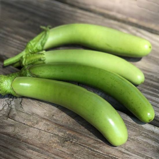 Picture of Louisiana Long Green Eggplant Plant