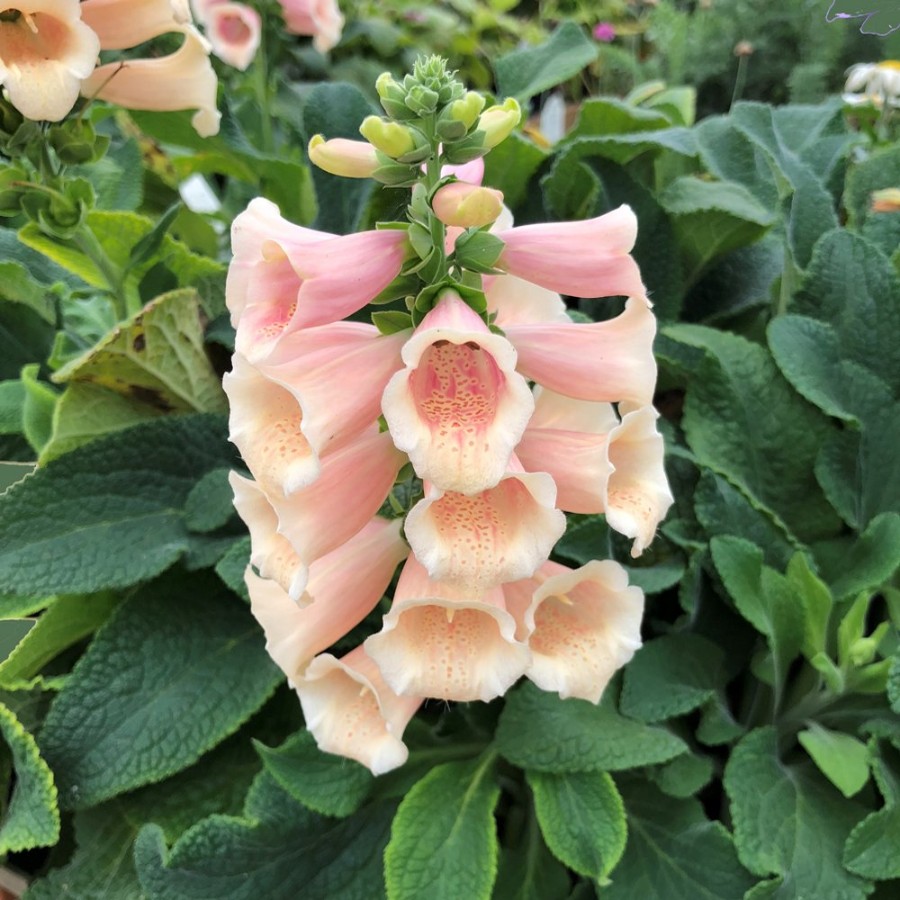 Picture of Dalmatian Peach Digitalis Plant