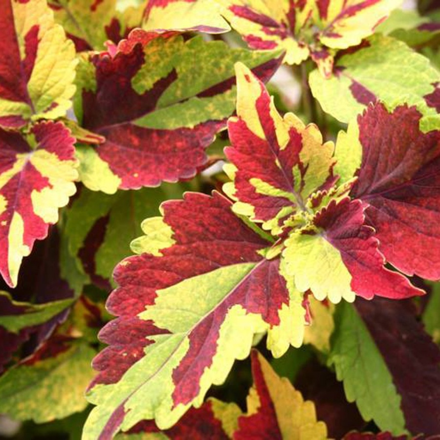 Picture of Finger Paint Coleus Plant