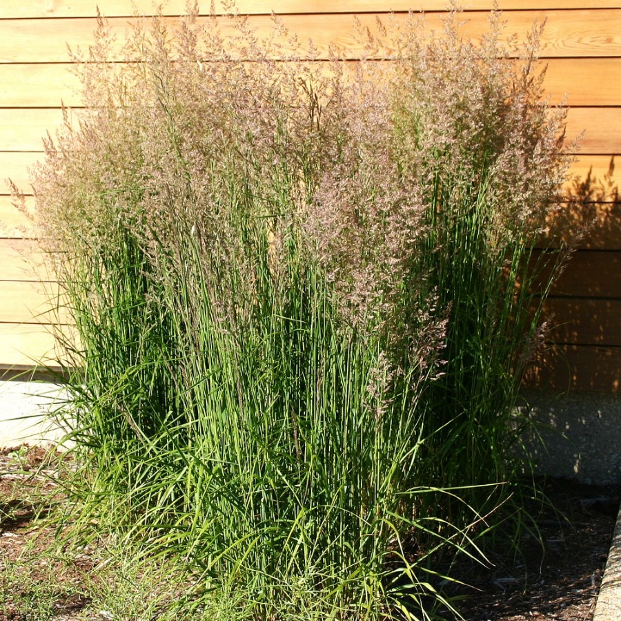 Picture of Karl Foerster Calamagrostis Grass Plant