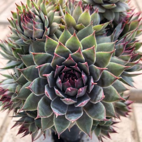 Picture of Red Beauty Sempervivum Plant