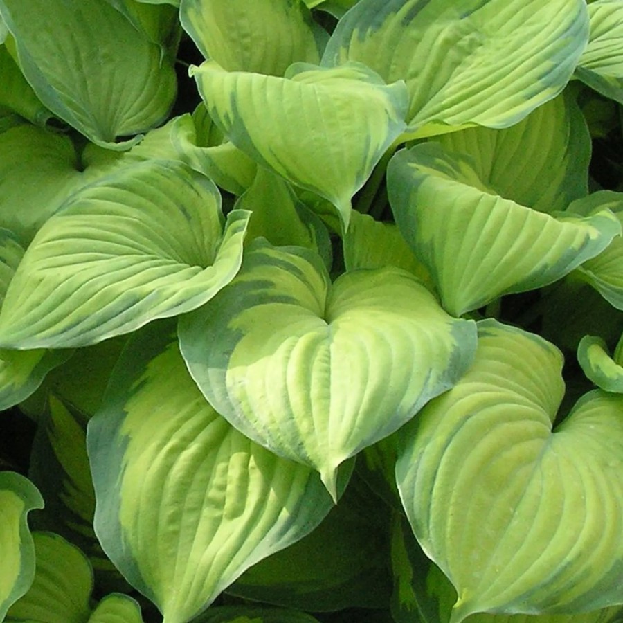 Picture of Guacamole Hosta Plant