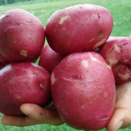 Picture of Dark Red Norland Potato Plant