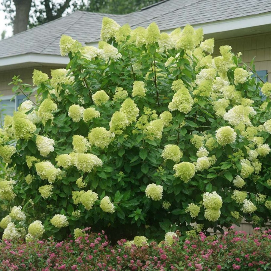 Limelight Hydrangea plant has large, cone-shaped flowers that change from lime-green to pink