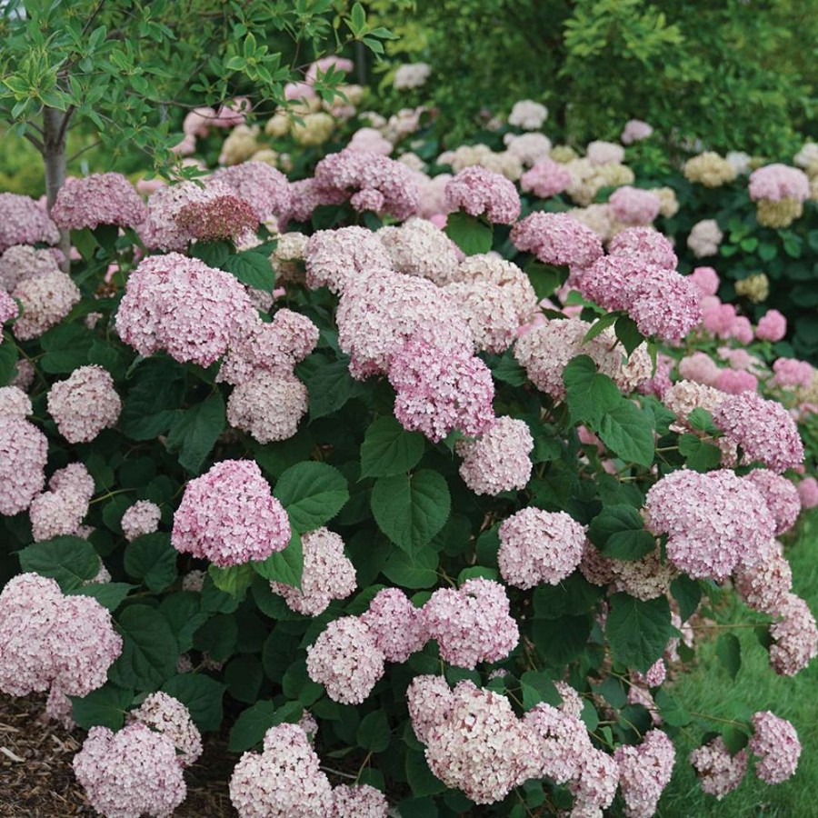 Incrediball Blush Hydrangea plant has sturdy stems supporting massive pink blooms