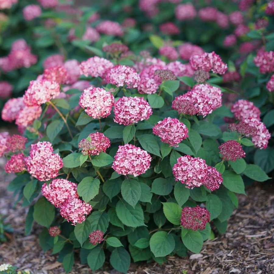 Invincibelle Ruby Hydrangea plant is a compact shrub with two-toned ruby red and silvery pink flowers