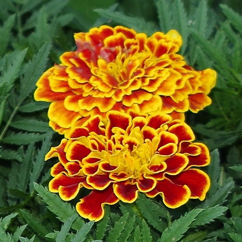 Picture of Durango® Bee Marigold Plant