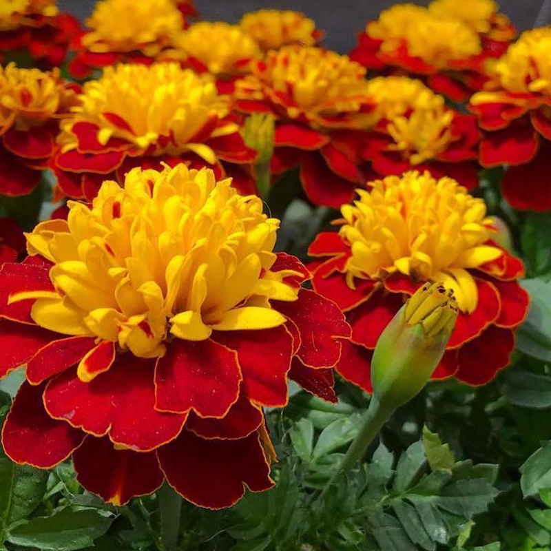 Picture of Super Hero™ Spry Marigold Plant