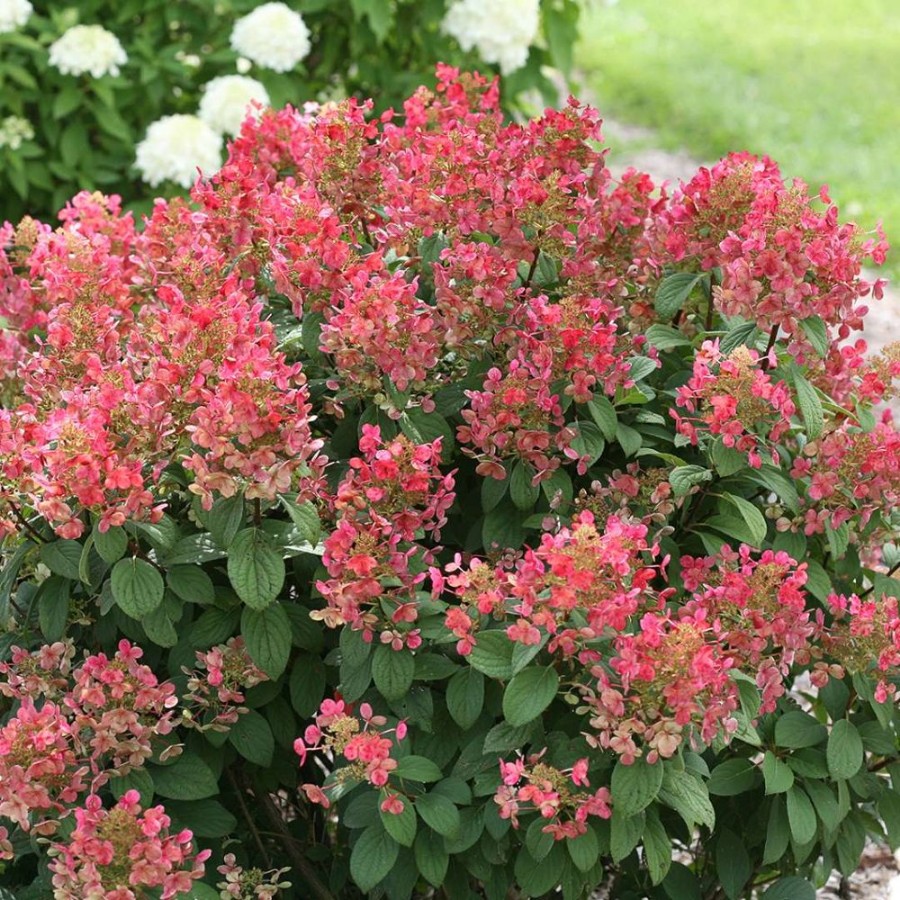 Little Quick Fire Hydrangea plant is a compact shrub with white flowers turning pink-red