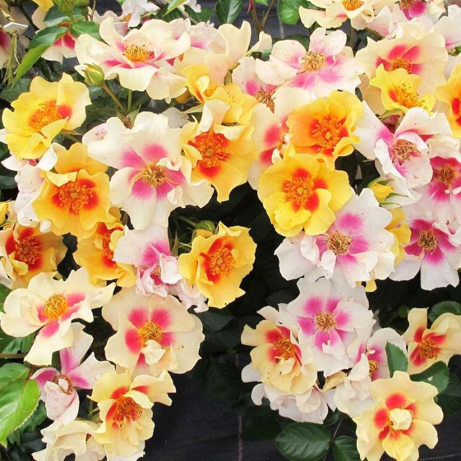 A cluster of yellow and white roses with pink centers growing on a bush