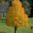 Picture of Katsura Acer Plant