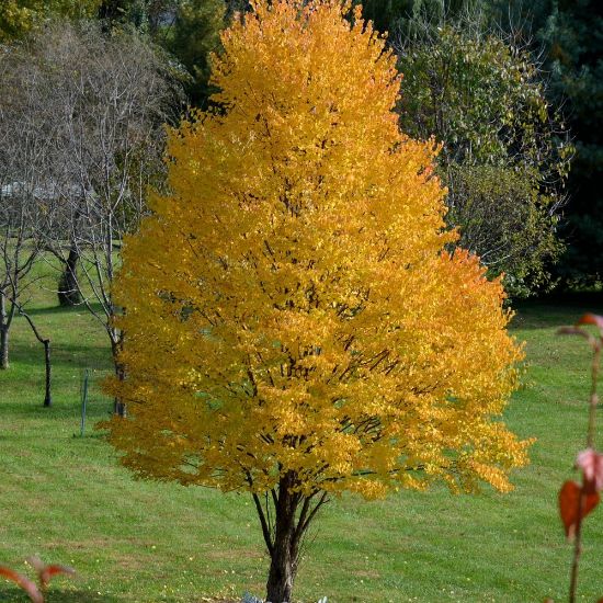 Picture of Katsura Acer Plant