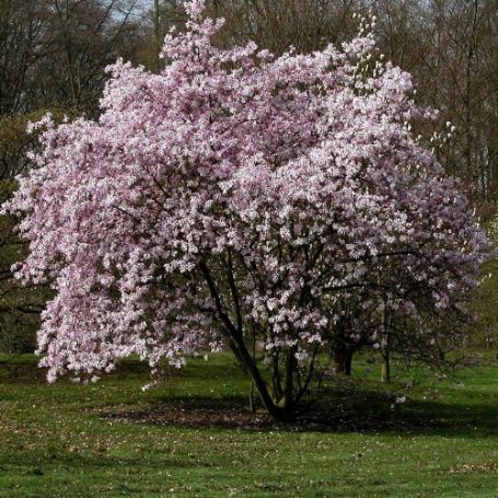 Picture of Leonard Messel Magnolia Plant