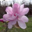 Picture of Leonard Messel Magnolia Plant