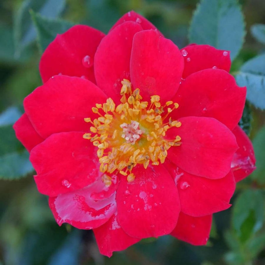 A single, fully bloomed red rose with a yellow center