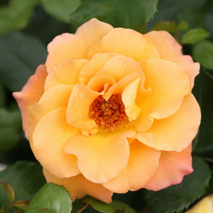 A single, fully bloomed peach-colored rose on a bush