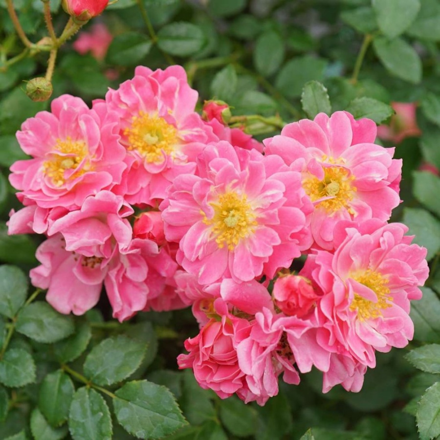 A cluster of fully bloomed pink roses with yellow centers