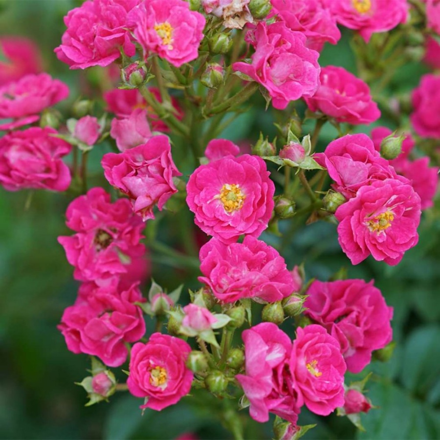 A cluster of small, fully bloomed pink roses on a bush