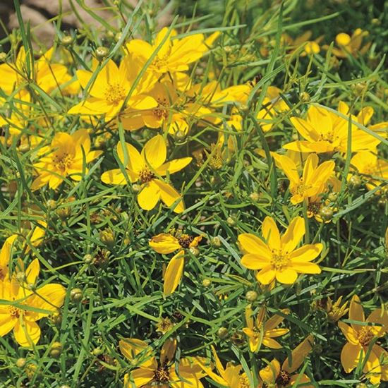 Picture of Sylvester Coreopsis Plant