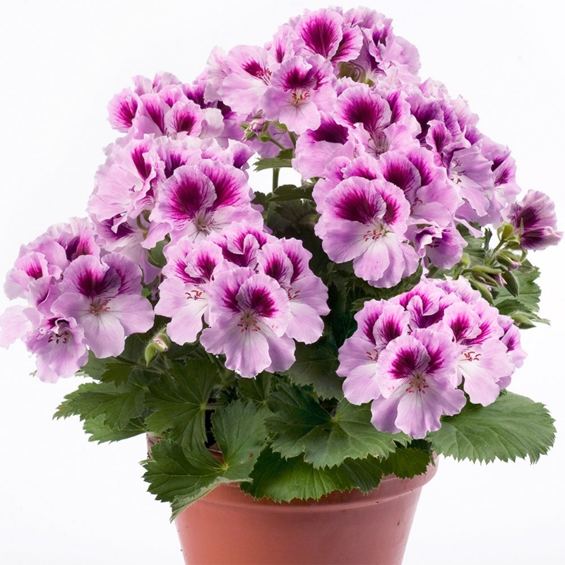 Picture of Aristo® Orchid Geranium Plant